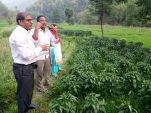 अध्यक्ष, प्रमुख प्रशासकीय अधिकृत सहित को टोलि भिमसेनथापा गाउँपालिकाको कृषि पकेट क्षेत्र अनुगमन गर्दै ।